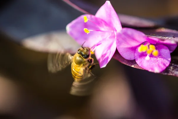 Lille bi på lilla blomst - Stock-foto