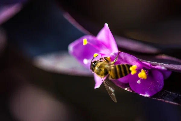 Μελισσούλα σε μωβ λουλούδι — Φωτογραφία Αρχείου