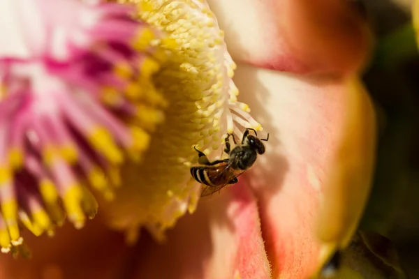 Pequeña abeja en flor de bala de cañón —  Fotos de Stock