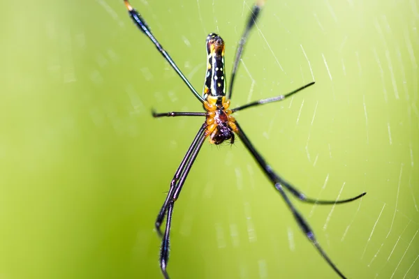 Golden Orb-weaver Spider — Stock Photo, Image