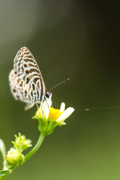 Çiçekteki kelebek — Stok fotoğraf