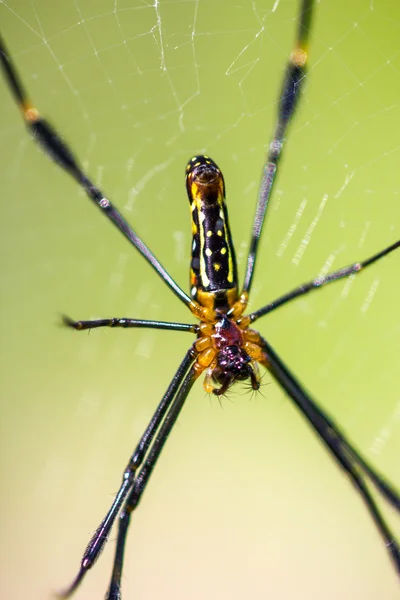 Aranha tecelã-orbe dourada — Fotografia de Stock