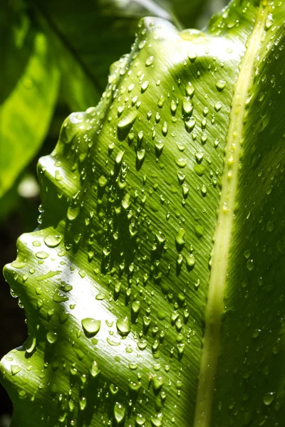 Goutte de pluie sur feuille verte — Photo
