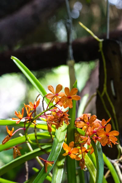 Orquídea bonita — Fotografia de Stock