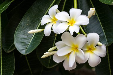 Frangipani çiçek ağaç üzerinde