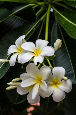 Frangipani çiçek ağaç üzerinde