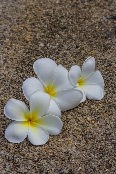 바위에 frangipani 꽃 — 스톡 사진