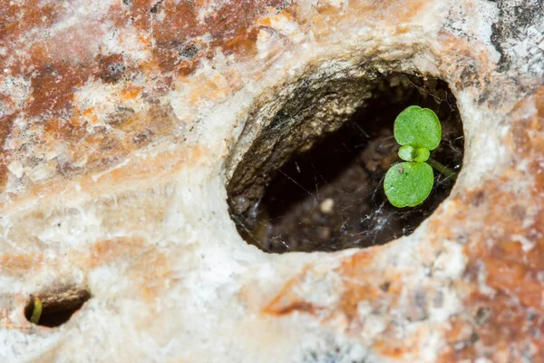 Pequena planta na rocha — Fotografia de Stock