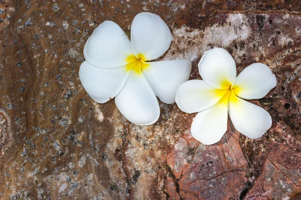 바위에 frangipani 꽃 — 스톡 사진