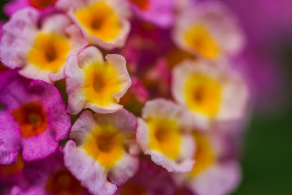 Pink lantana flower — Stock Photo, Image