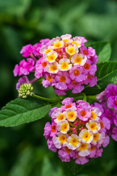 Fiore di lantana rosa — Foto Stock