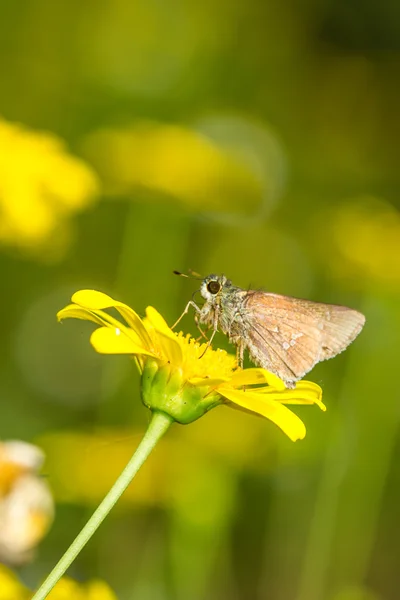 Borbo cinnara (Hesperiidae) Mariposa 0n flor — Foto de Stock