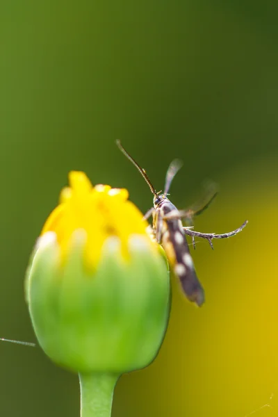 Borbo cinnara (弄蝶科) 蝴蝶 0n 花 — 图库照片