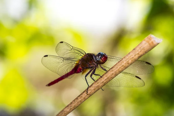 Red Dragonfly — Stock Photo, Image
