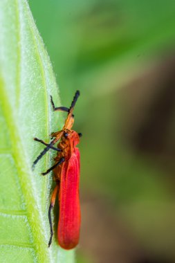 yeşil yapraklı kırmızı böcek