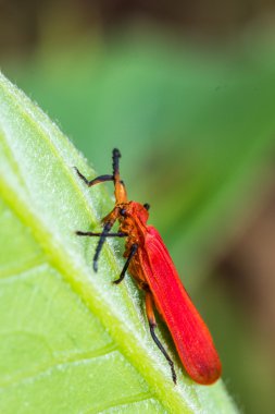 yeşil yapraklı kırmızı böcek