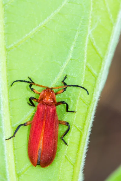 Insecto rojo en la hoja verde — Foto de Stock