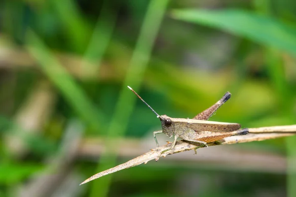 Grasshopper on green branch — Stock Photo, Image