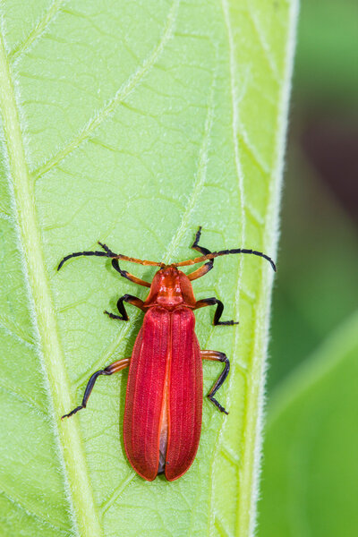 Red bug on green leaf Royalty Free Stock Photos