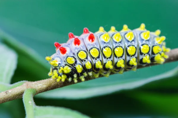 Barevný motýl červ — Stock fotografie