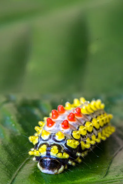 彩色蝴蝶蠕虫 — 图库照片