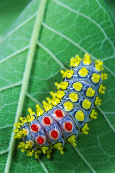 Cor verme borboleta — Fotografia de Stock