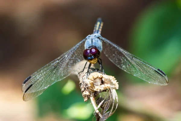 Dragonfly on branch — Stock Photo, Image