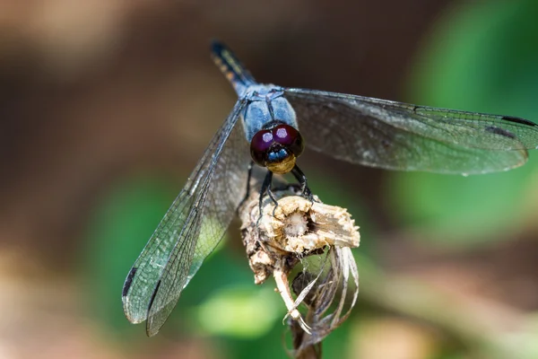 Dragonfly on branch — Stock Photo, Image