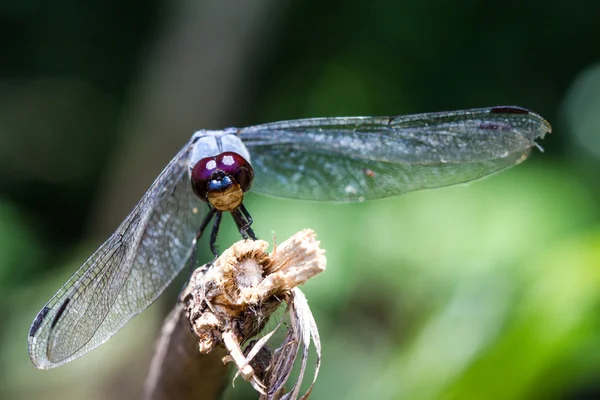 Dragonfly on branch — Stock Photo, Image