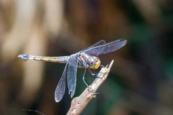 Dragonfly на гілці — стокове фото