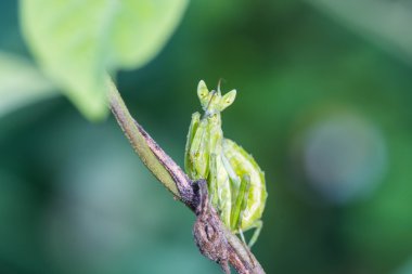 Dua eden peygamber devesi (Mantis bileğinde) yeşil yaprak üzerinde