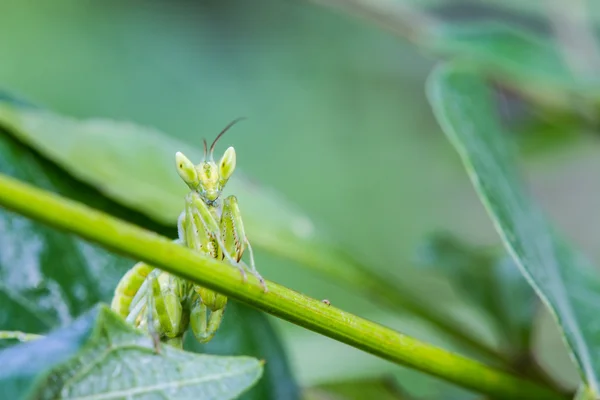 Praying mantis (Mantis religiosa) on green leaf — Stock Photo, Image