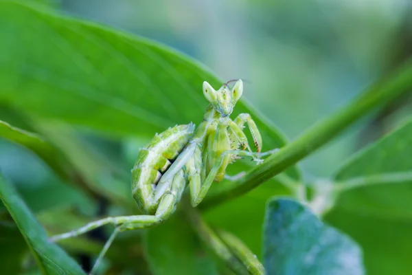 Praying mantis (Mantis religiosa) on green leaf