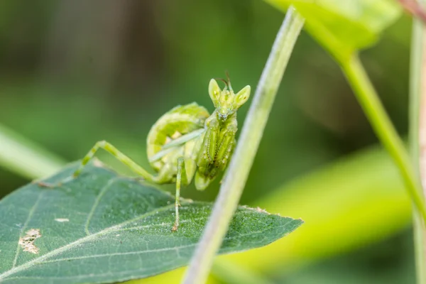 Imádkozó sáska (Mantis religiosa) zöld levél — Stock Fotó