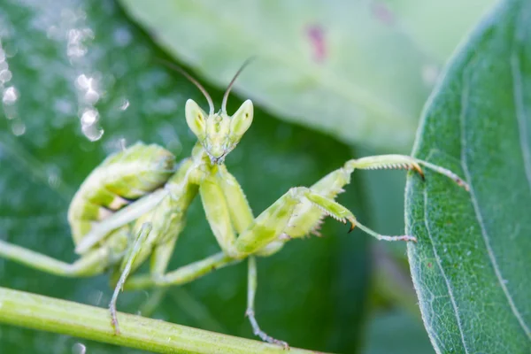 Imádkozó sáska (Mantis religiosa) zöld levél — Stock Fotó