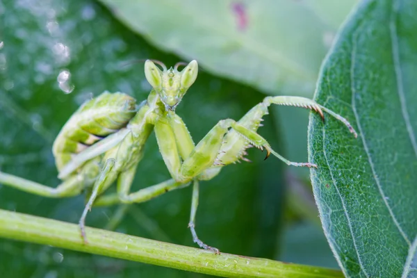 Mante religieuse (Mantis religiosa) sur feuille verte — Photo