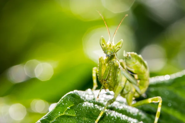 Imádkozó sáska (Mantis religiosa) zöld levél — Stock Fotó