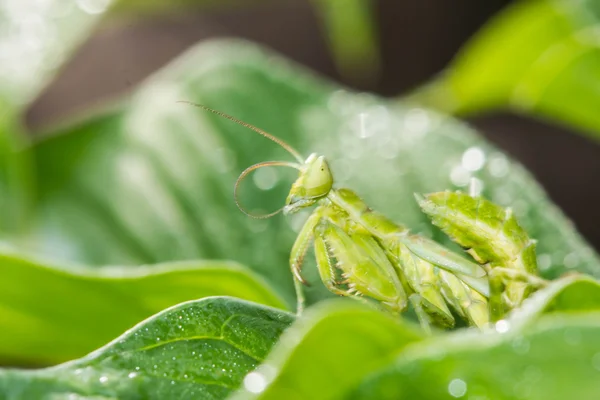 Praying mantis (Mantis religiosa) på gröna blad — Stockfoto