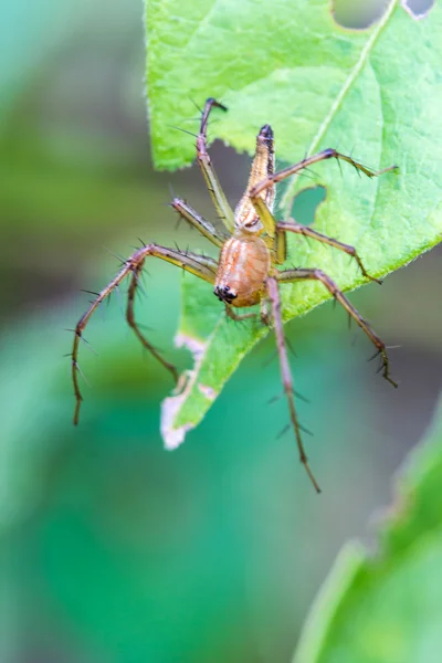 Aranha Lynx Um close-up de uma aranha saltando — Fotografia de Stock