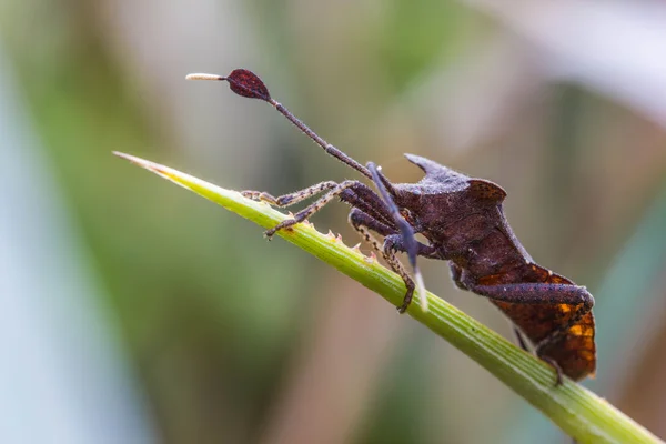 Bug escudo na folha de abacaxi — Fotografia de Stock