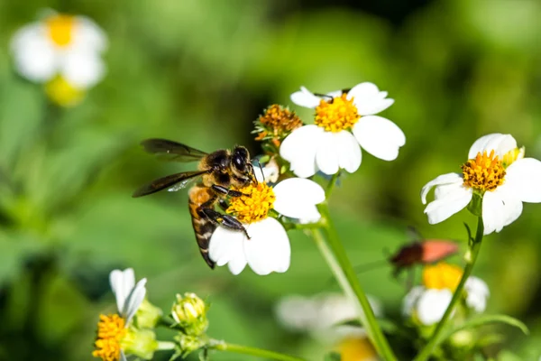 Little bee on flower — Stock Photo, Image