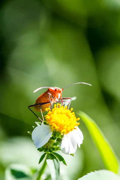 緑の葉の赤い虫 — ストック写真