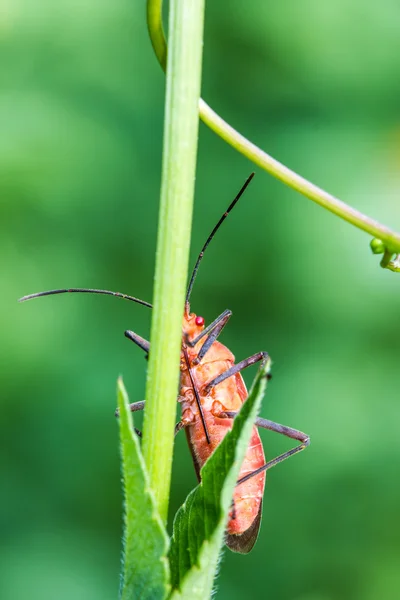 Red bug on green leaf — Stock Photo, Image