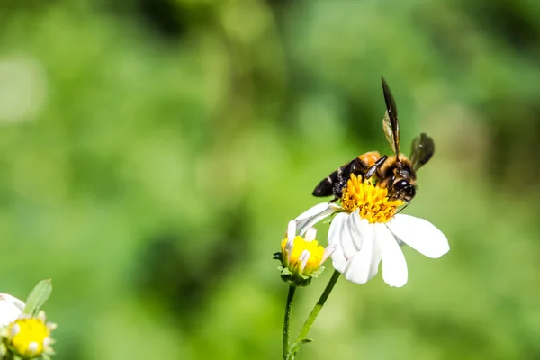 Маленькая пчела на цветке — стоковое фото