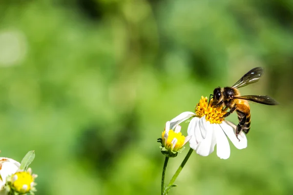 Little bee on flower — Stock Photo, Image