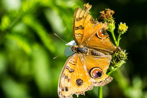 Çiçekler üzerinde Kelebek — Stok fotoğraf