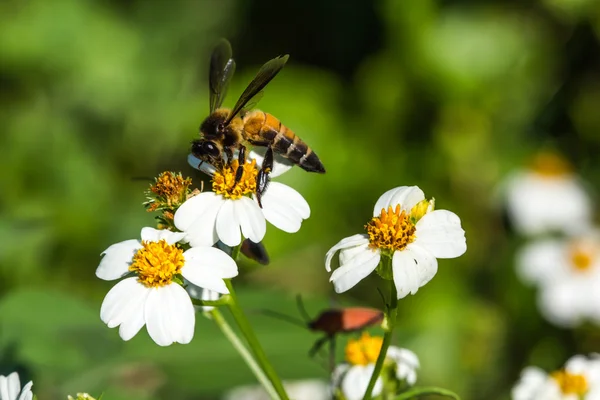 花の上の小さな蜂 ロイヤリティフリーのストック写真
