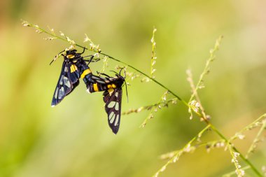 Kaplan çim matkap güve