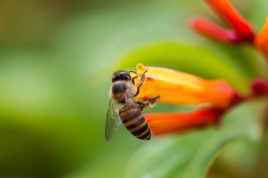 Portakal çiçeği üzerinde küçük arı