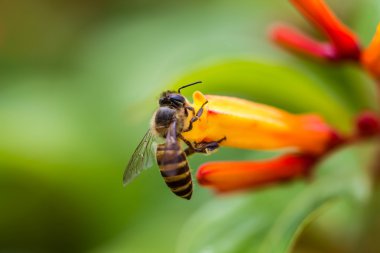 Portakal çiçeği üzerinde küçük arı